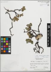 Foto von Salix calcicola Fernald & Wiegand